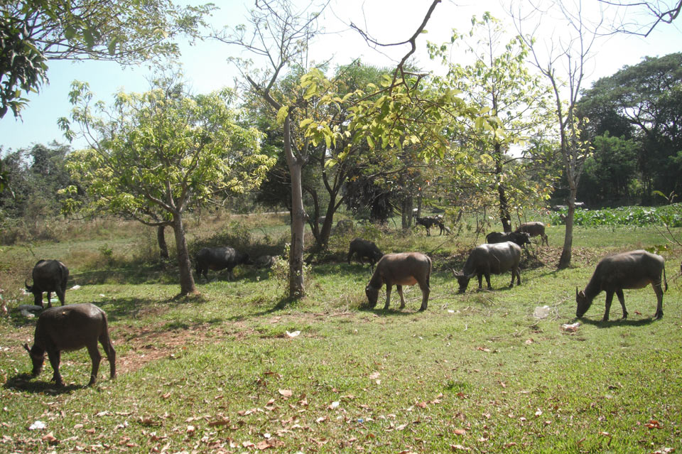 img-010.jpg